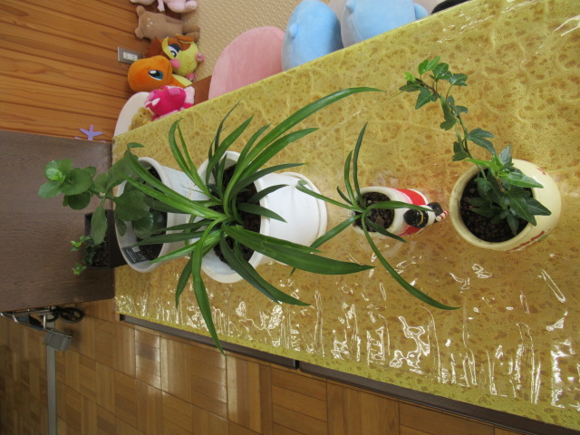 IMG_3940 IMG_3940