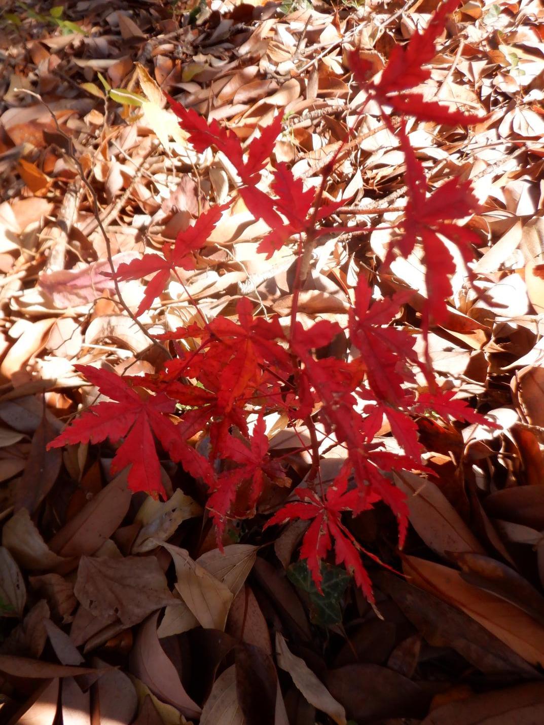 DSCF1196 DSCF1196