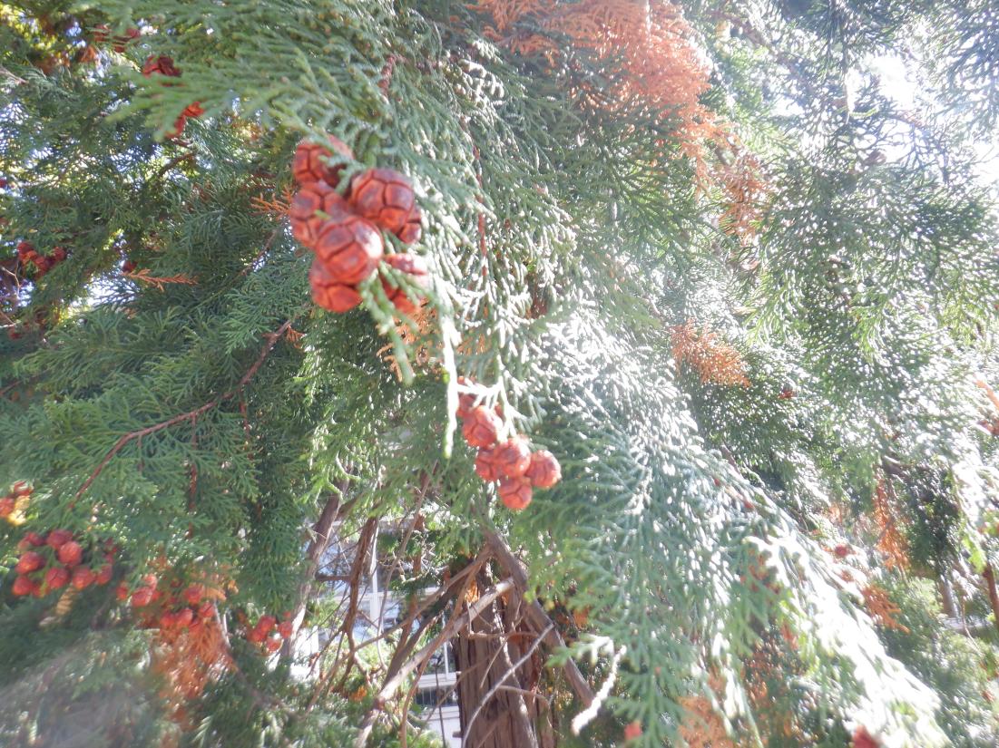 DSCF1193 DSCF1193
