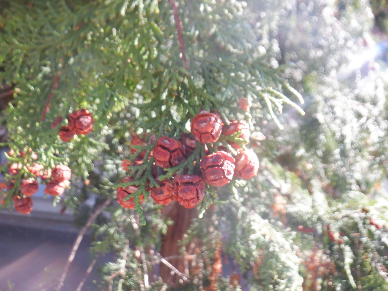 DSCF1191 DSCF1191