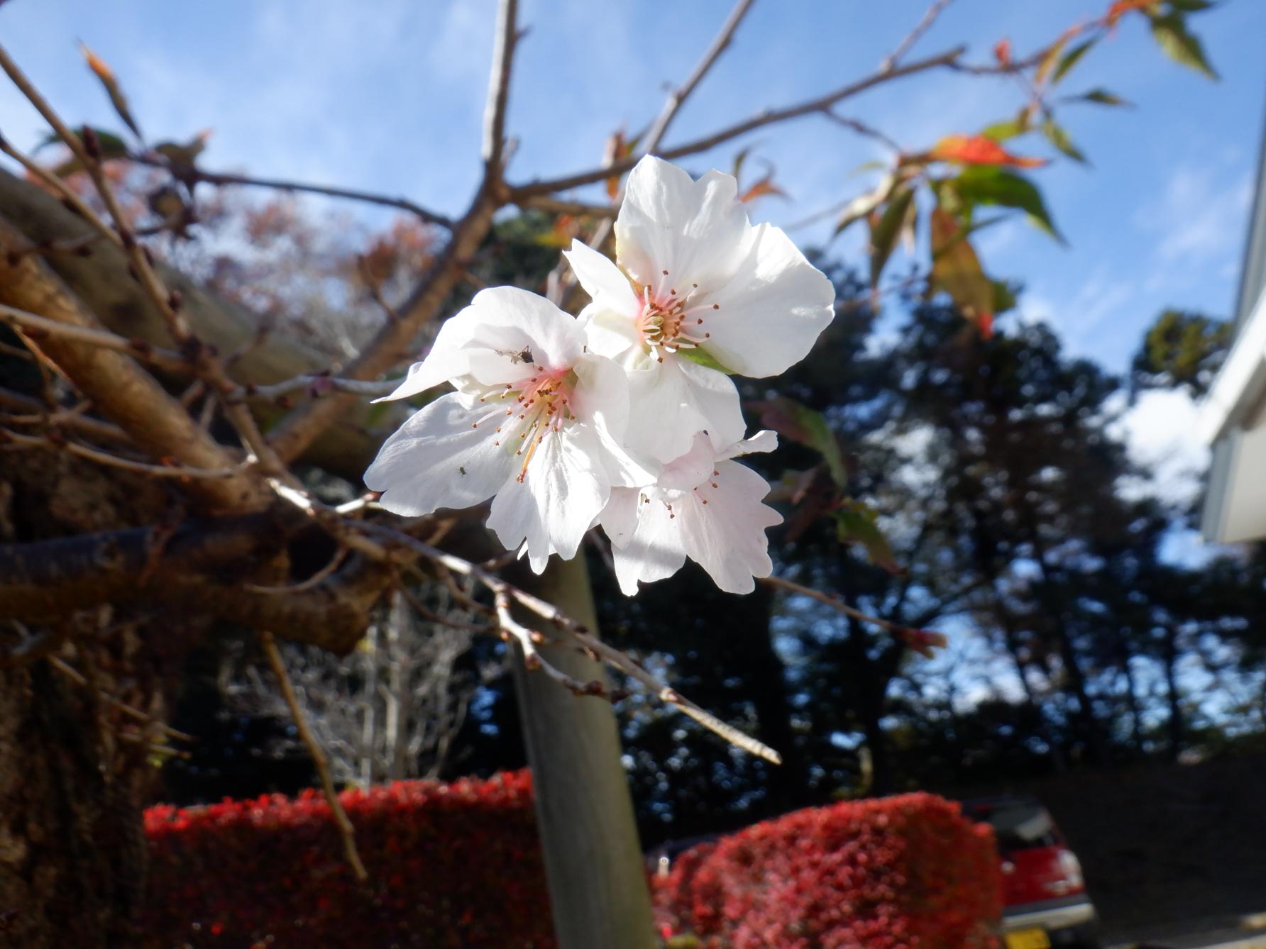 DSCF1198 DSCF1198