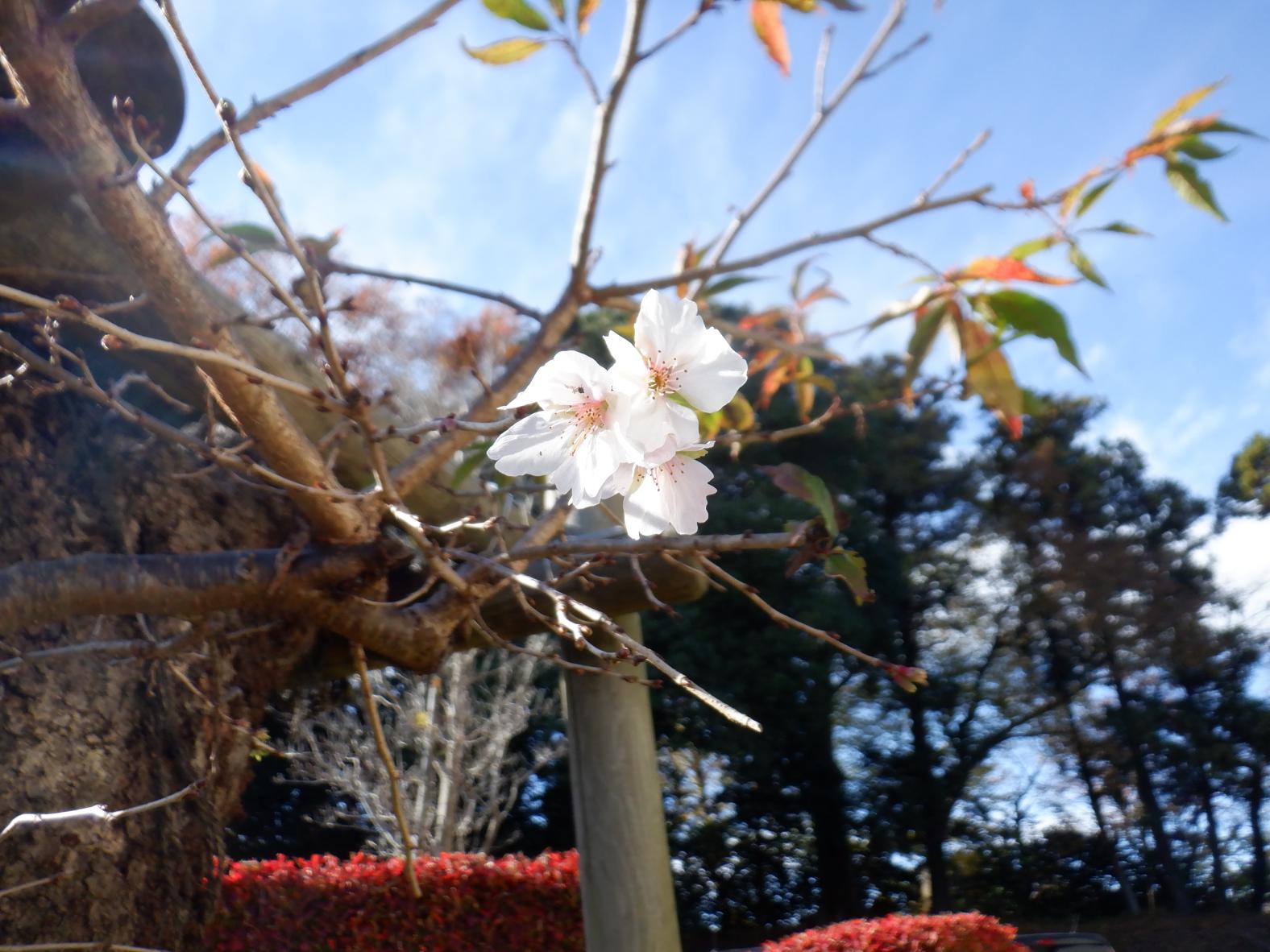 DSCF1197 DSCF1197