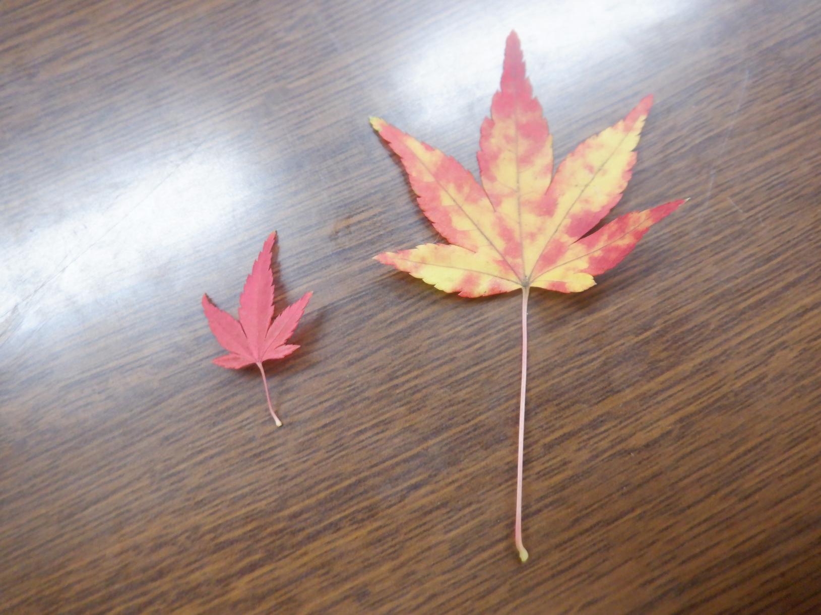 DSCF1226 DSCF1226
