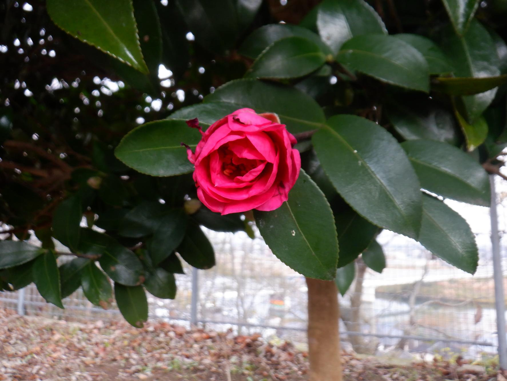 DSCF1305 DSCF1305