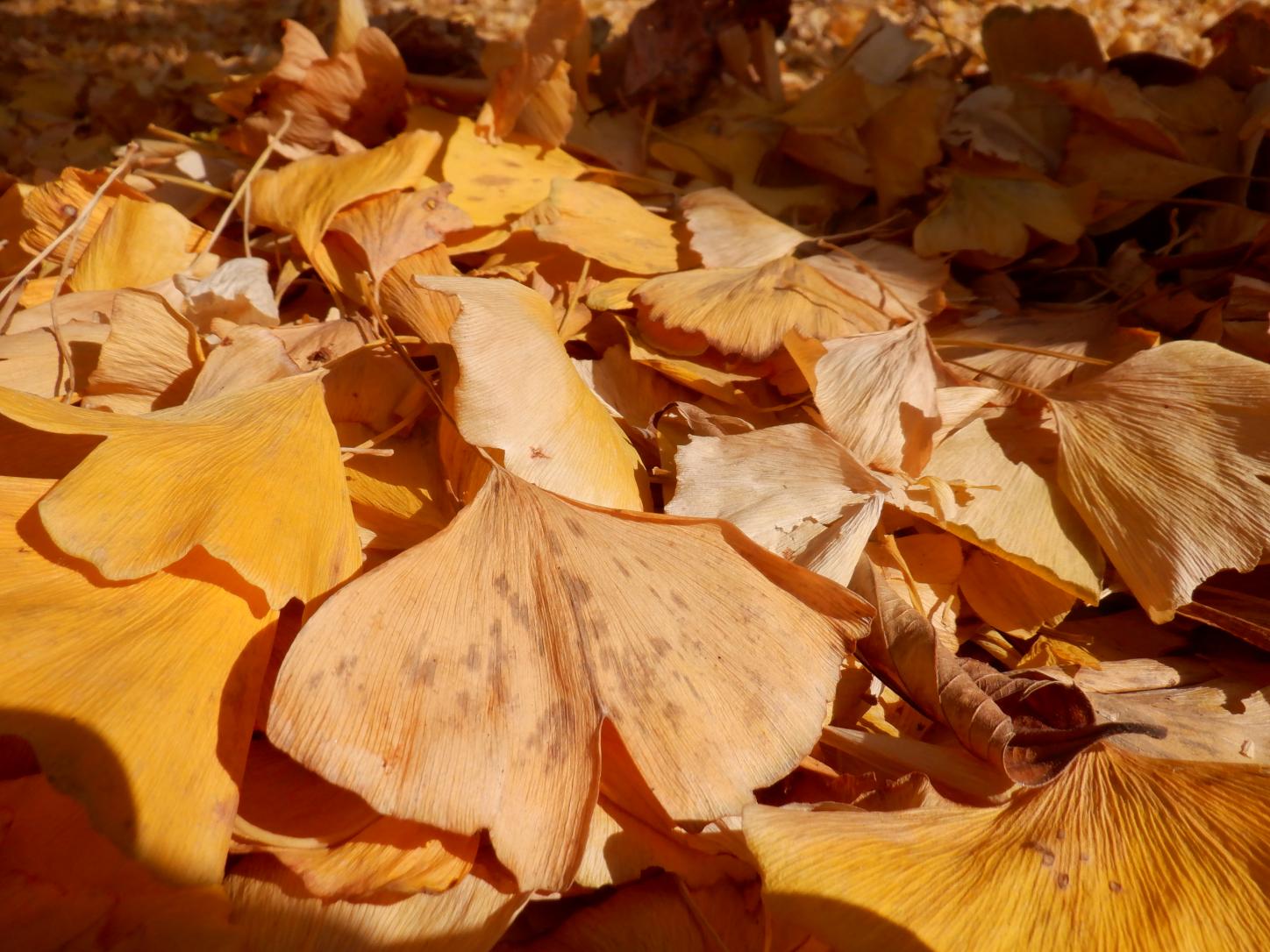 DSCF1324 DSCF1324