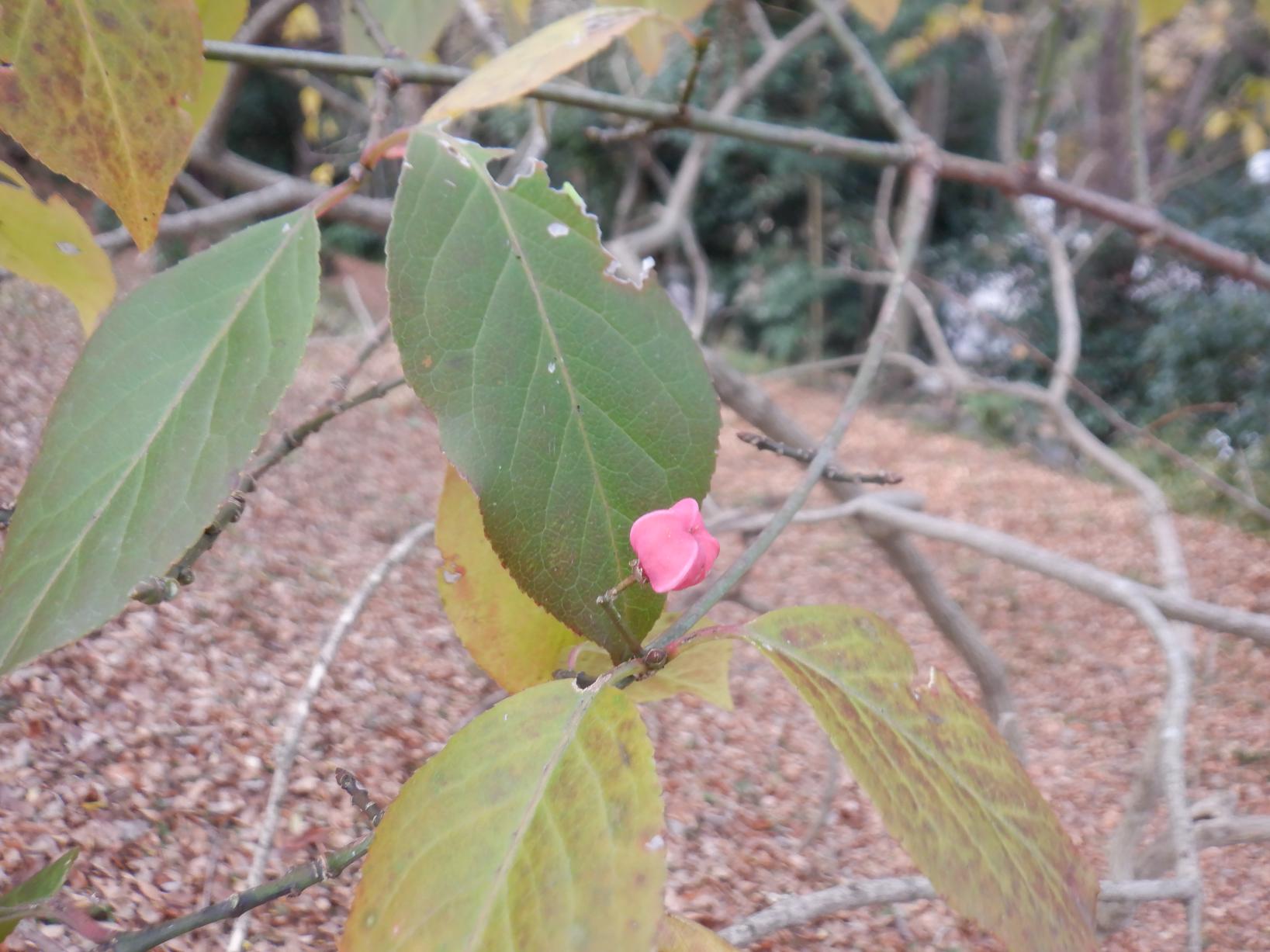DSCF1310 DSCF1310