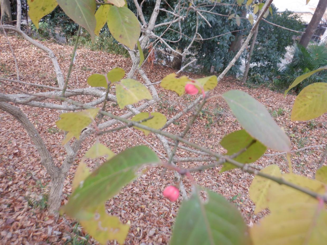 DSCF1312 DSCF1312