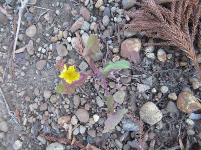 IMG_3986 IMG_3986