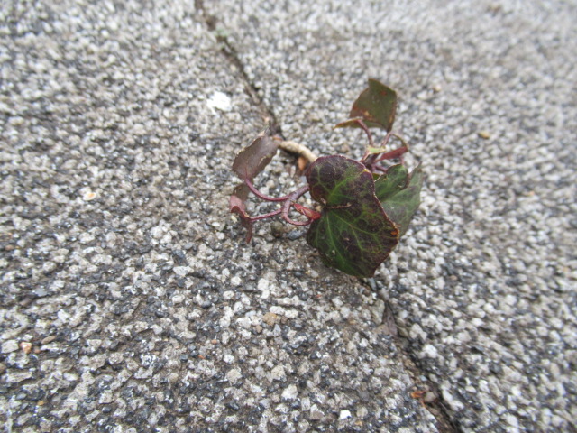 IMG_4066 IMG_4066