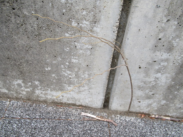 IMG_4067 IMG_4067