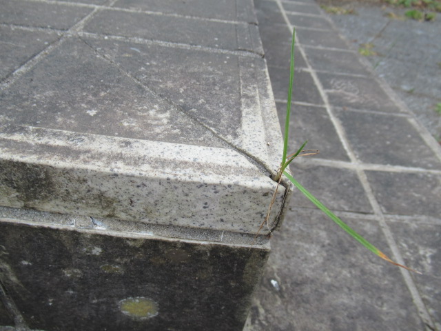 IMG_4068 IMG_4068