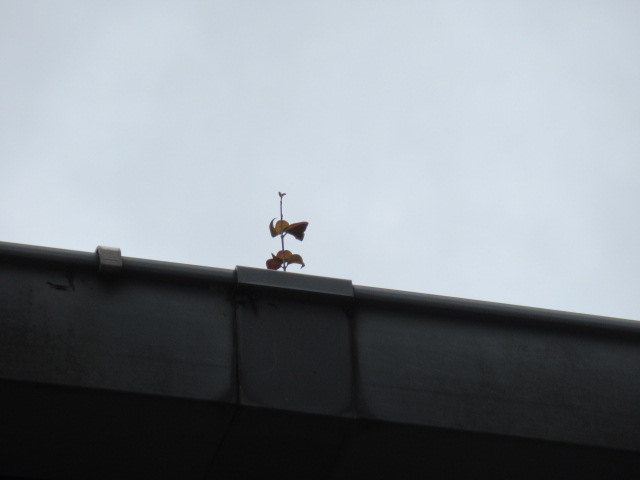 IMG_4070 IMG_4070
