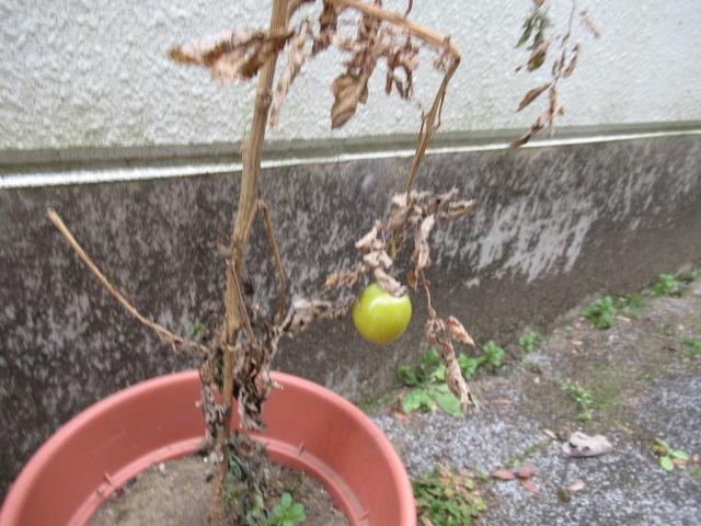 IMG_4065 IMG_4065