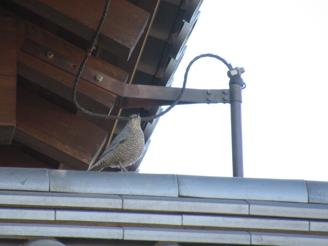 IMG_4074 IMG_4074