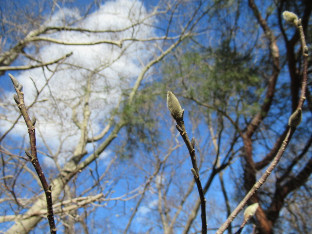 IMG_4081 IMG_4081