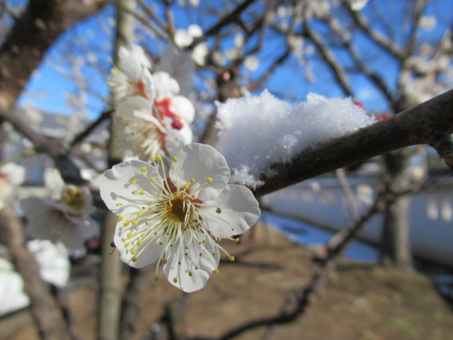 IMG_4123 IMG_4123