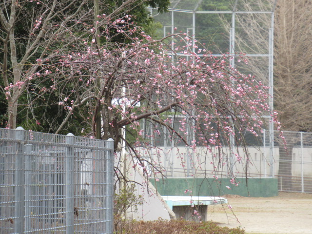 IMG_4200 IMG_4200