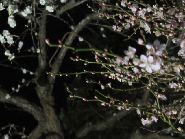 IMG_2748 IMG_2748