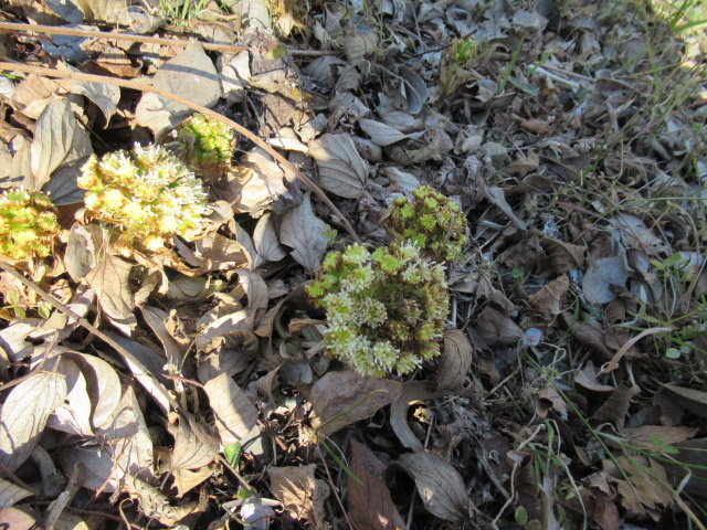 IMG_4225 IMG_4225