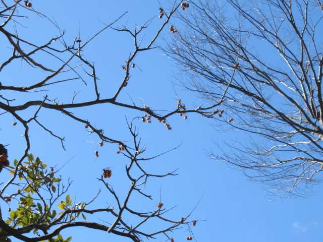 IMG_4246 IMG_4246