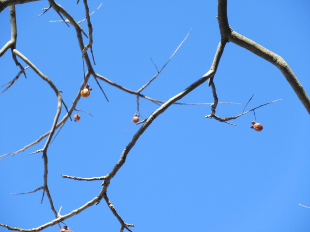 IMG_4243 IMG_4243
