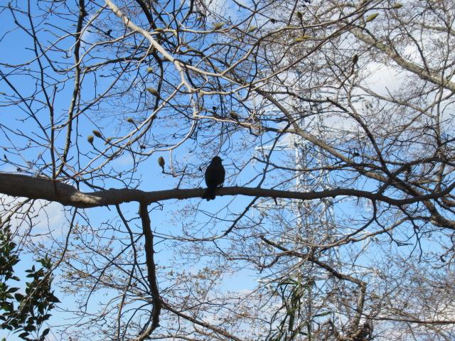 IMG_4219 IMG_4219