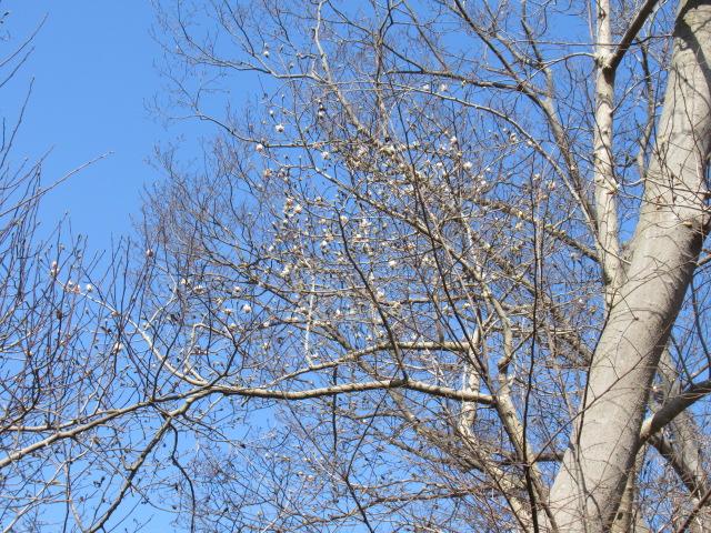 IMG_4257 IMG_4257