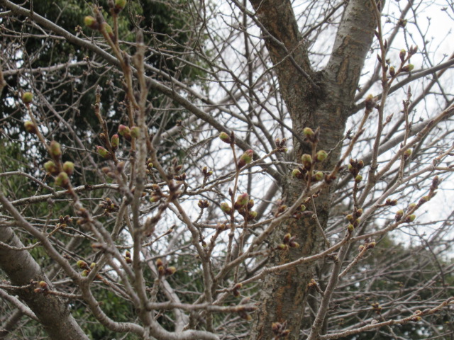 IMG_4276 IMG_4276