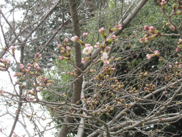 IMG_4290 IMG_4290