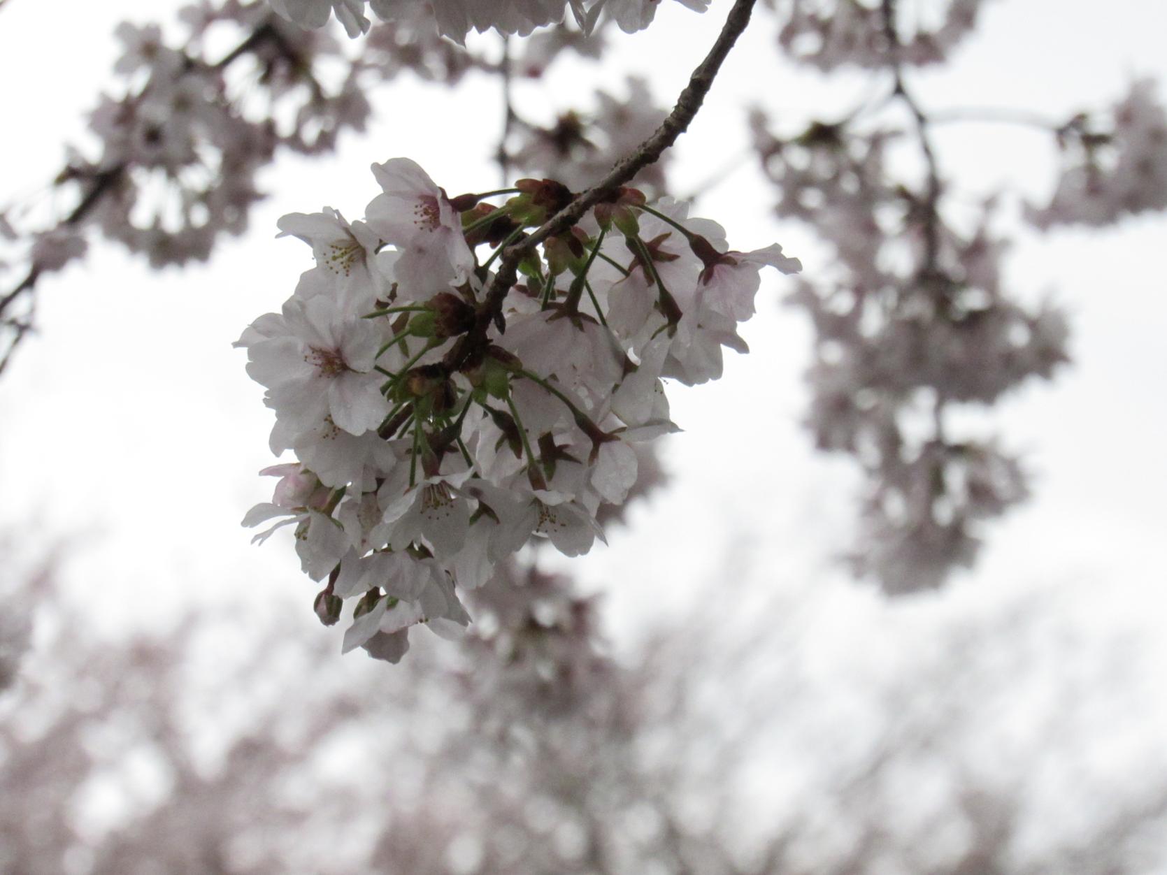 IMG_3834 IMG_3834