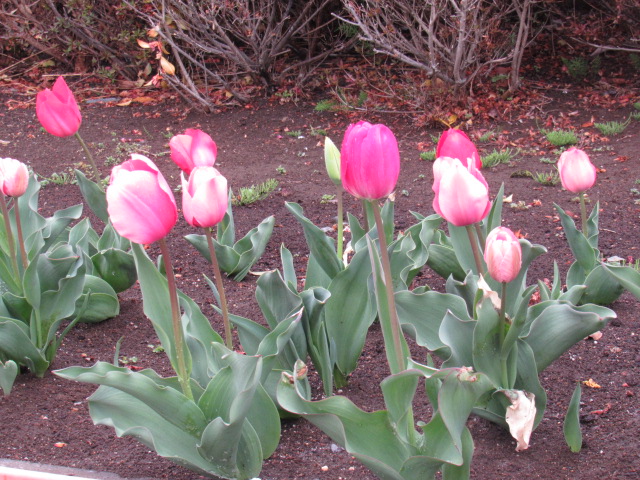 IMG_3846 IMG_3846