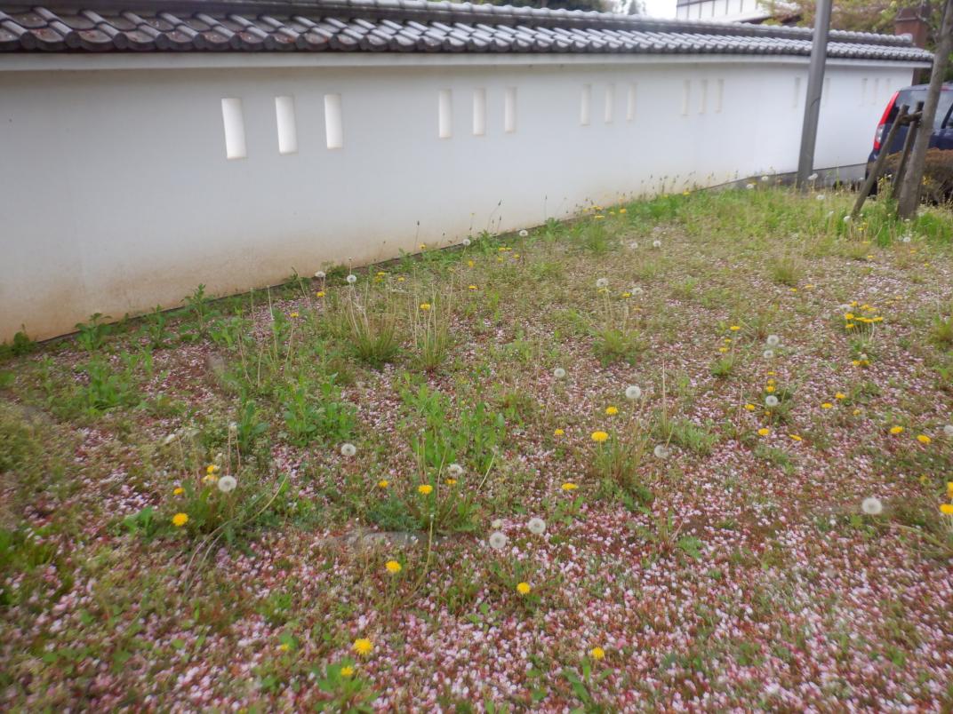 セイヨウタンポポ セイヨウタンポポ