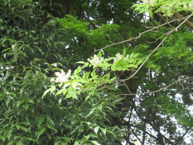 IMG_4347 IMG_4347