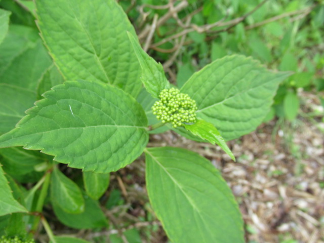 IMG_4356 IMG_4356