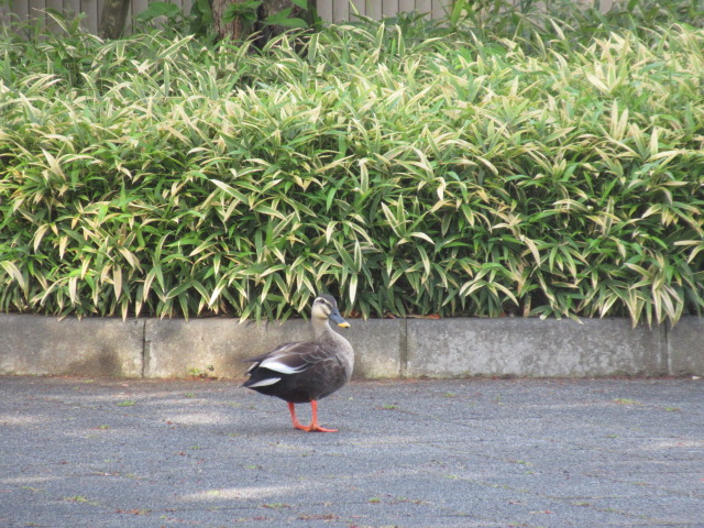 IMG_4362 IMG_4362