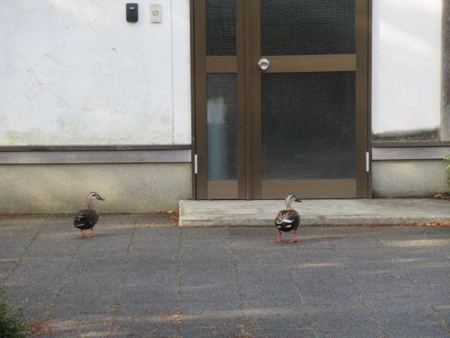IMG_4363 IMG_4363