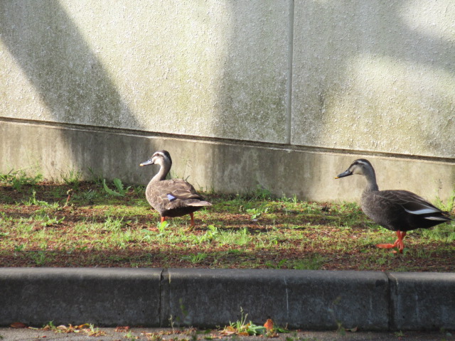 IMG_4366 IMG_4366