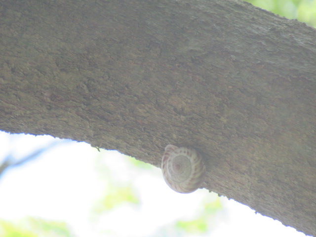 1 1