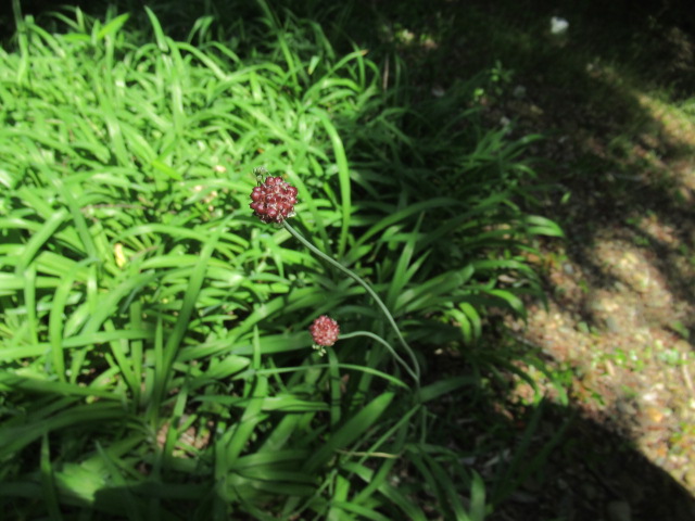 IMG_4477 IMG_4477