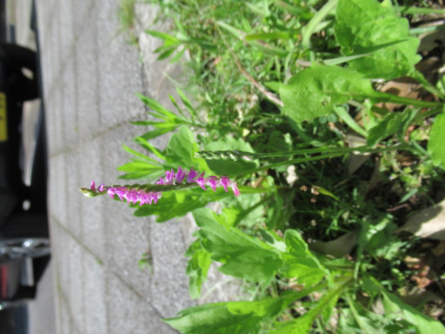 IMG_4651 IMG_4651