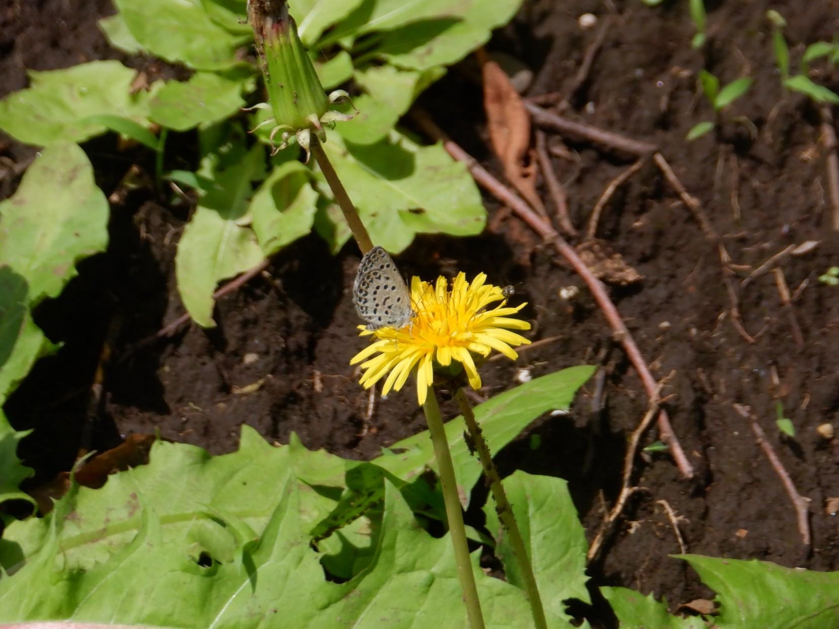 DSCF1699