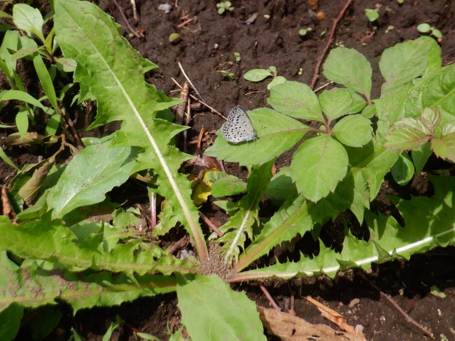 DSCF1700