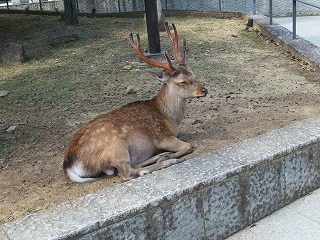 0530奈良公園の様子 (1) 0530奈良公園の様子 (1)