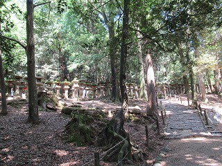 0530奈良公園の様子 (6) 0530奈良公園の様子 (6)