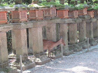 0530奈良公園の様子 (7) 0530奈良公園の様子 (7)