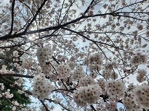 桜(2)