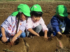 サツマイモ掘り (1)