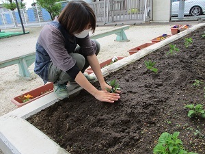 野菜苗植え (1)