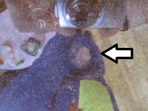 カブトムシ幼虫　前蛹
