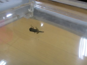 カエルの独り立ち